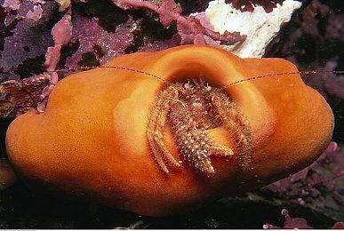 免费积木赛车《螺丝起子》下周进入抢先体验阶段