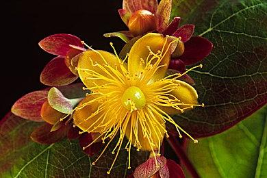 《DOTA2》国家队获微博之夜年度影响力电竞团队