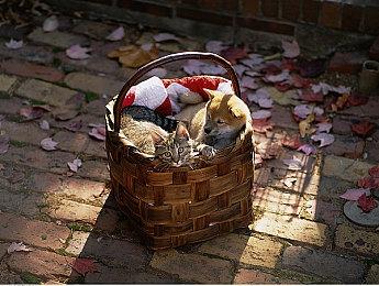 系列第八部正统续作 《寂静岭F》在韩国通过评级